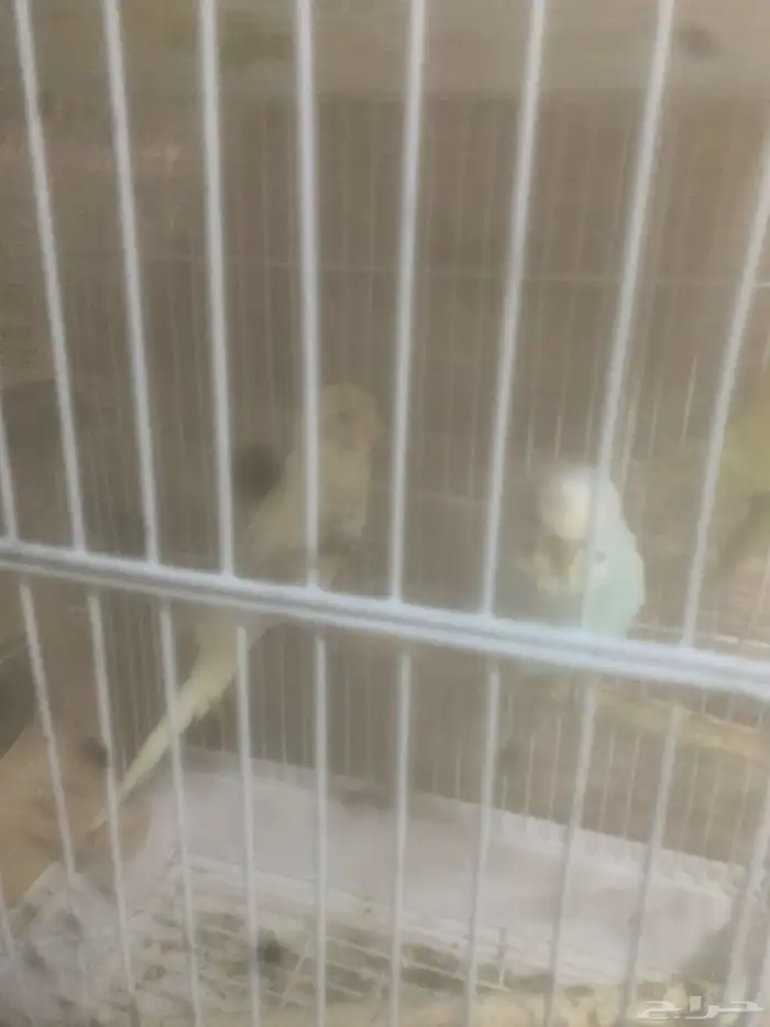 عصافير جوز 2