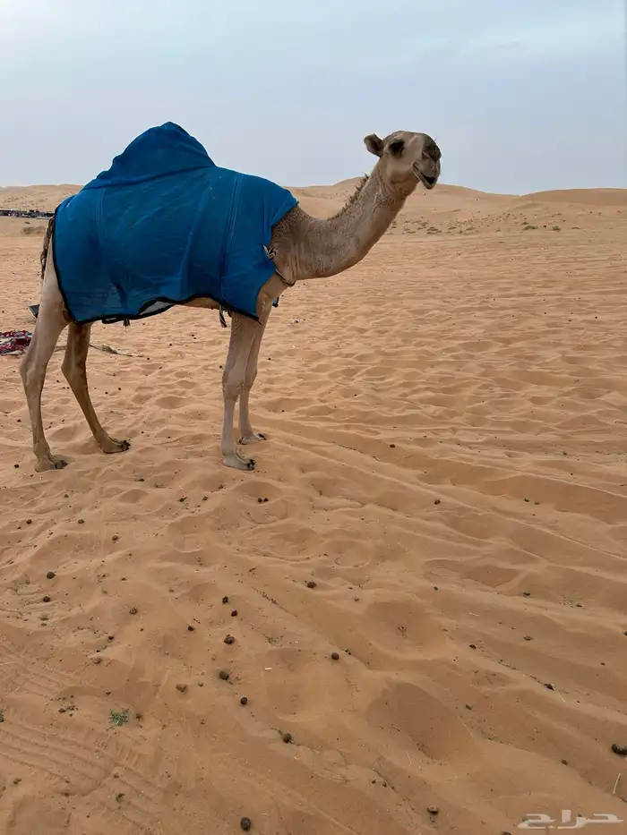 للبيع قعود اشعل على غرنوق منتج 15