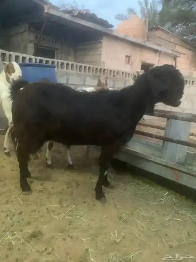 سوق المواشي الاحساء index