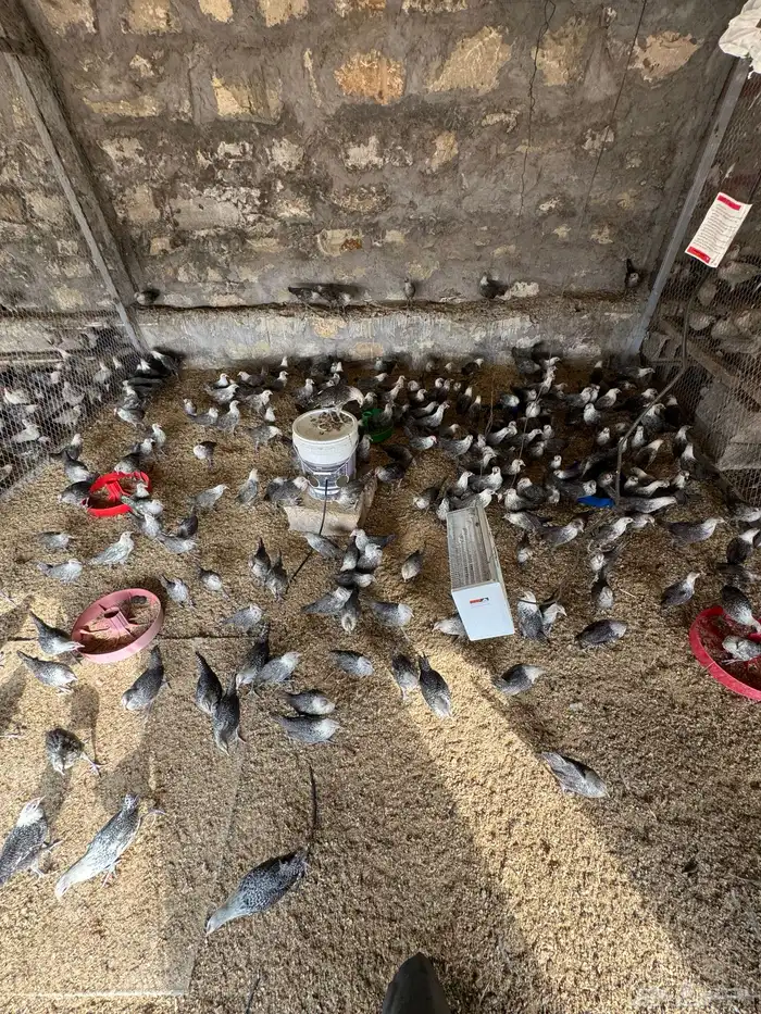 دجاج وديوك للبيع 2