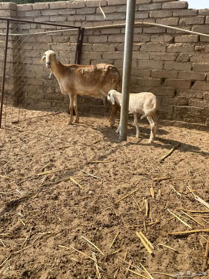 نعجه سواكني تحتها طلي 1