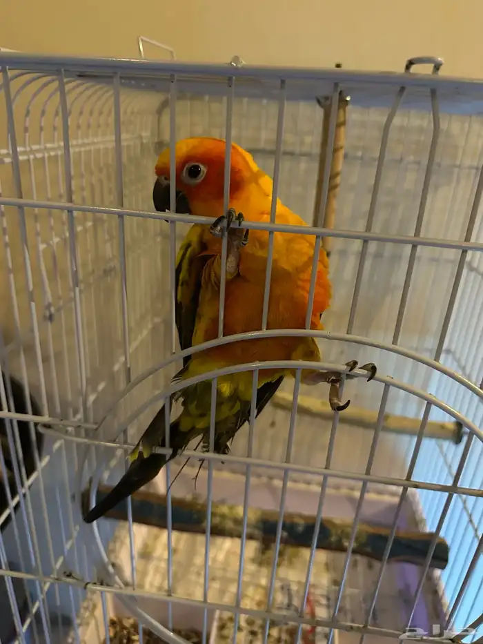 ببغاء صنكنيور 2