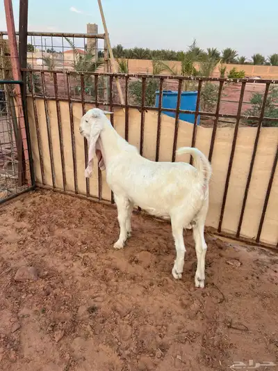 تيس ابيض ابرص index