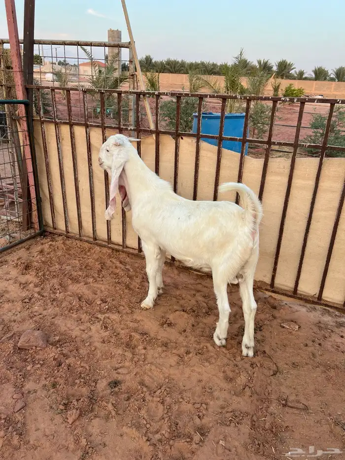 تيس ابيض ابرص 4