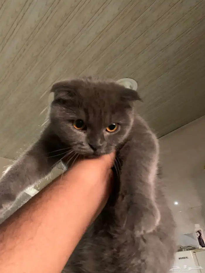 قطة سكوتش فولد 1