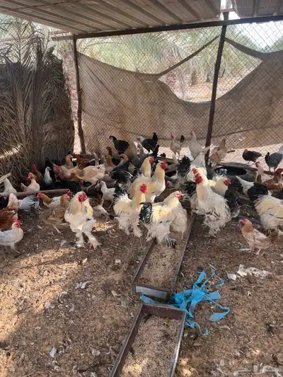 للبيع دجاج مشكل index