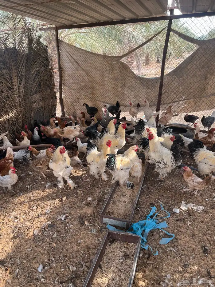 للبيع دجاج مشكل 1