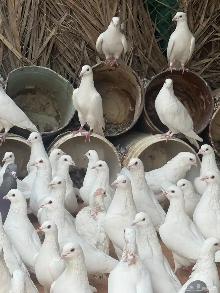 حمام فرنسي   سلفر 7