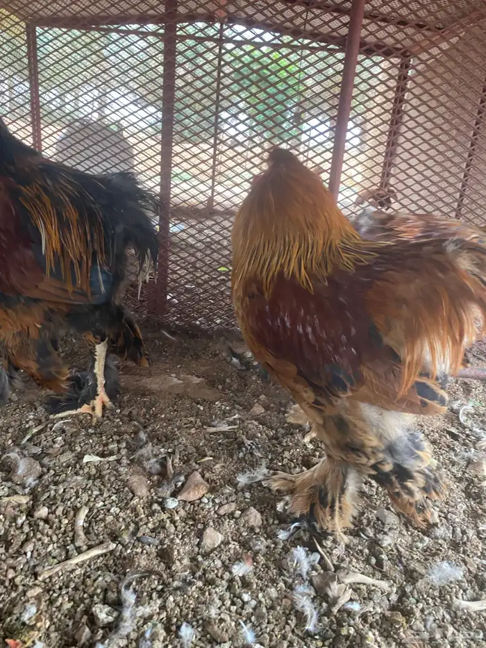 ديوك براهما 4