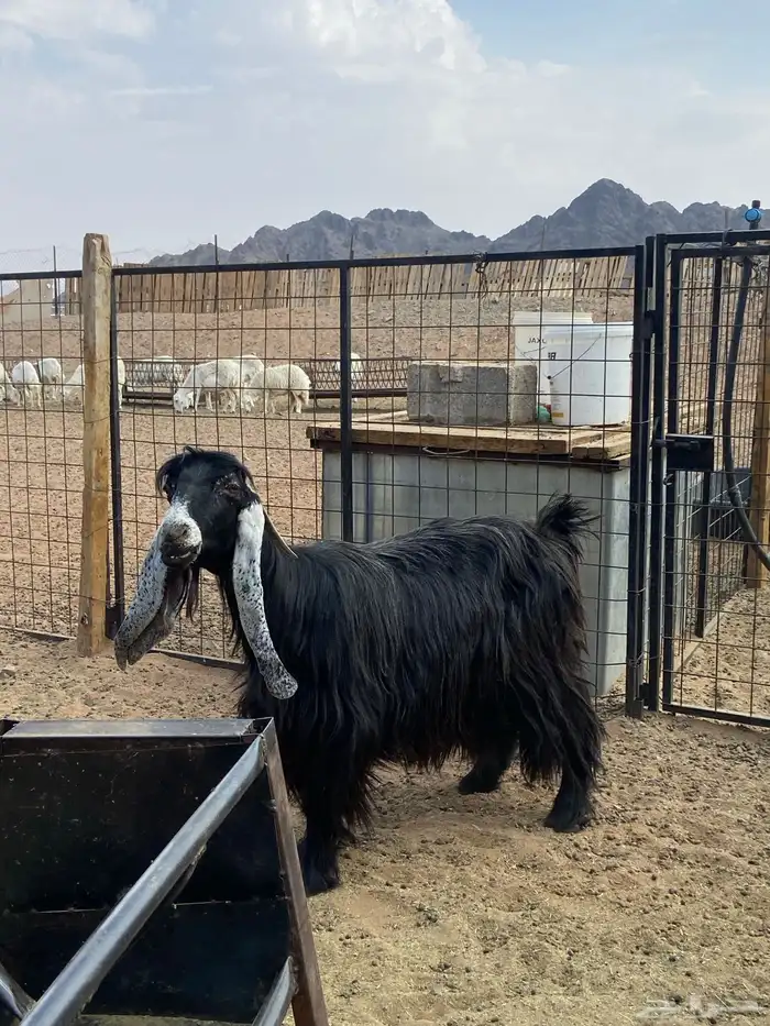 تيس صنف مشروع فحل 4