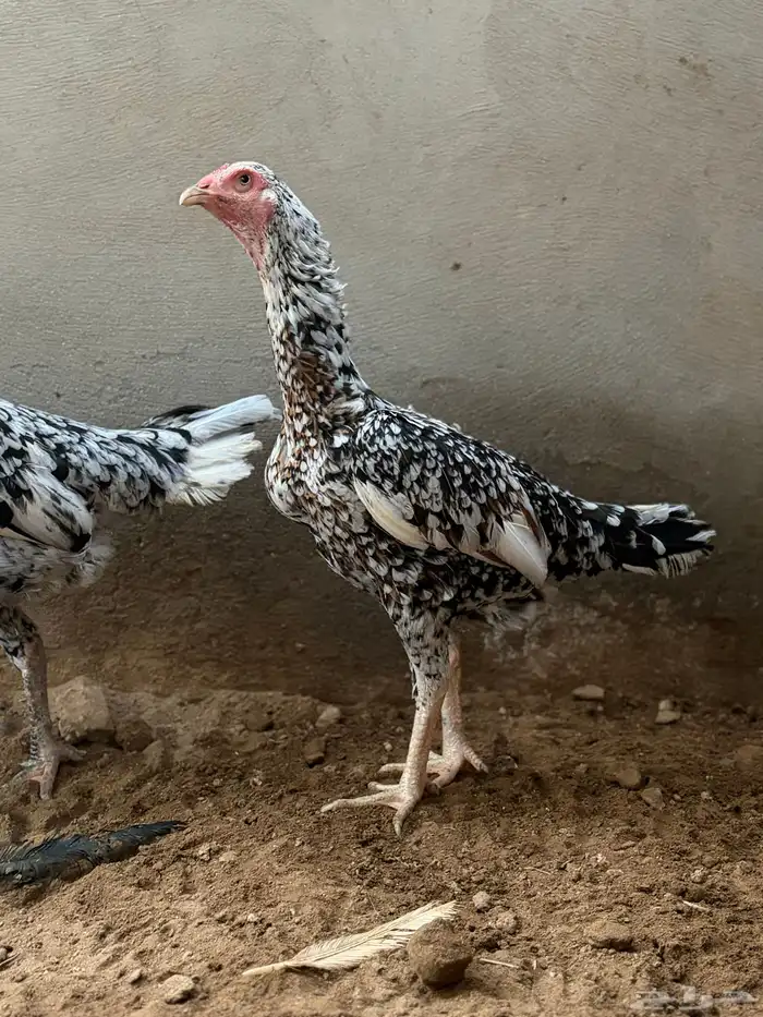 دجاج سندي من حلال العم غبشان 3