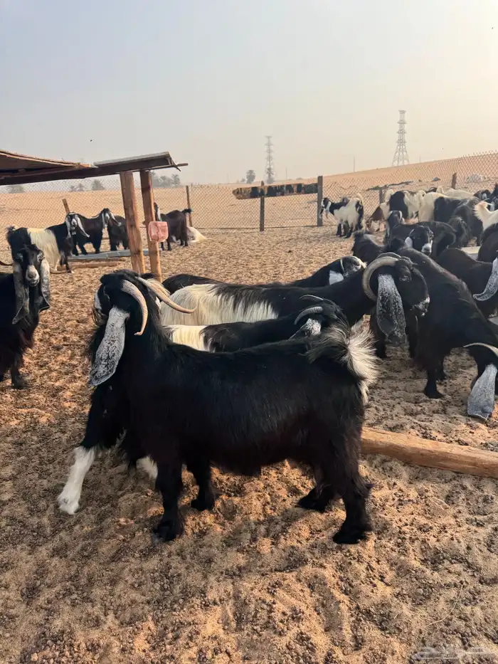 عارضيه دافع و واصل 3