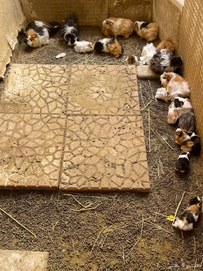 وبرة نظيفة وبشعر كثيف (أمريكي- فرنسي- بلدي) 13