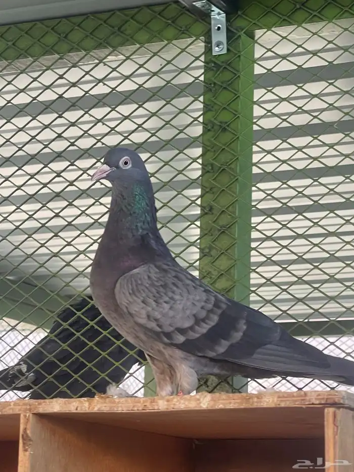 للبيع جوز قطيفي 2