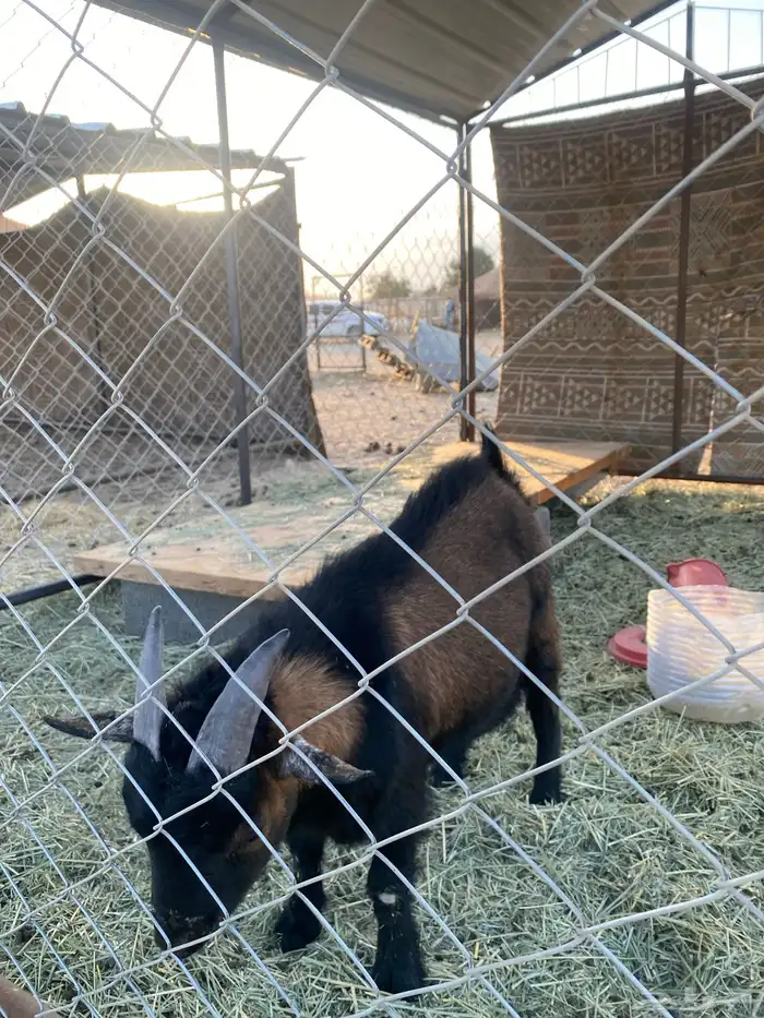 القزم حق المشهور الجزل 1