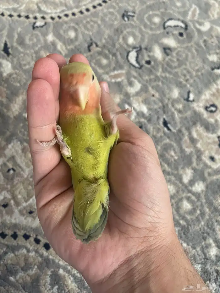 للبيع روز اليف 0