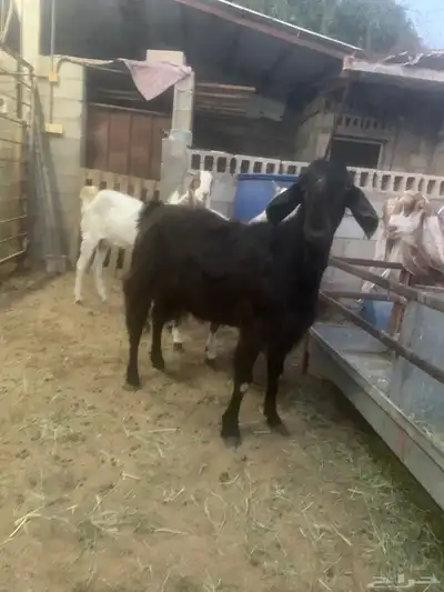 سوق المواشي الاحساء index