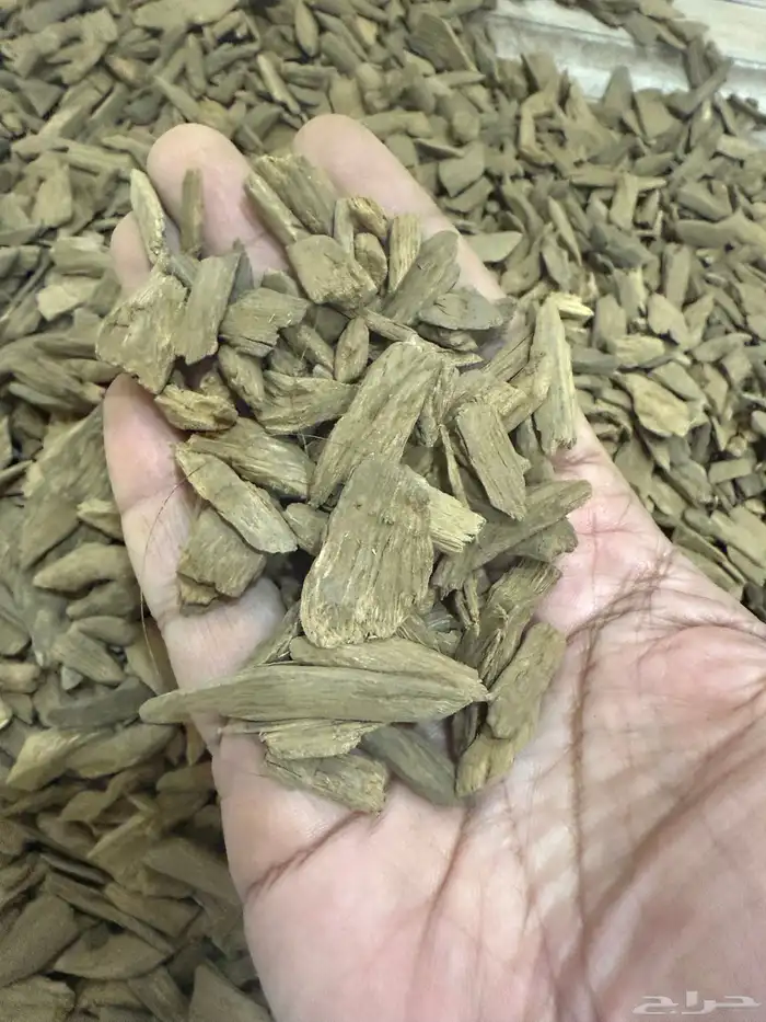 دقة عود مروكي آصقون طبيعي 1