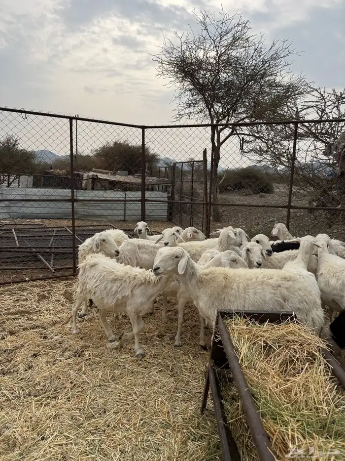 ضان ورخال حبص سرحة الحد 850 الي شرا الله يبارك له 3