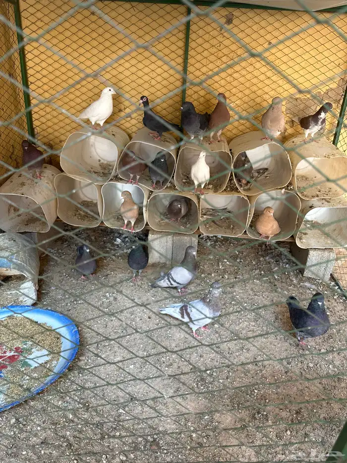 حمام للبيع 3