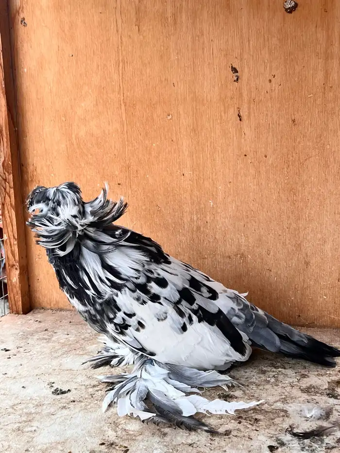 طبه بخارة سبلاش وتايقر 15