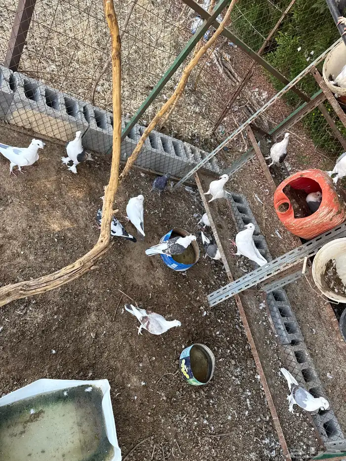 حمام حب رمان 2