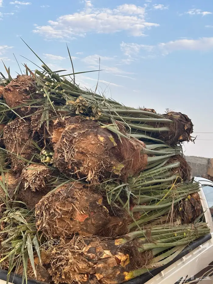 نخل مثمر للبيع مع الزراعه بالموقع 2