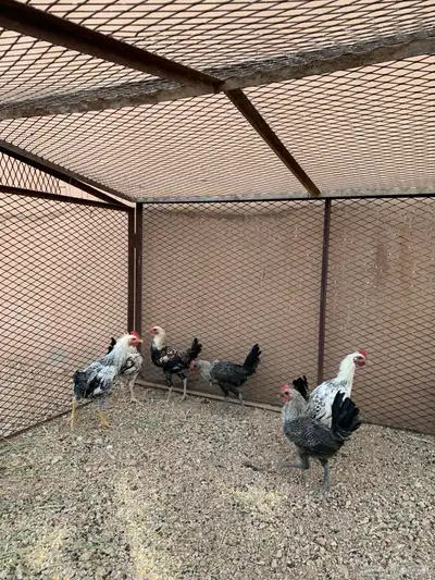 للبيع ديوك فيومي index