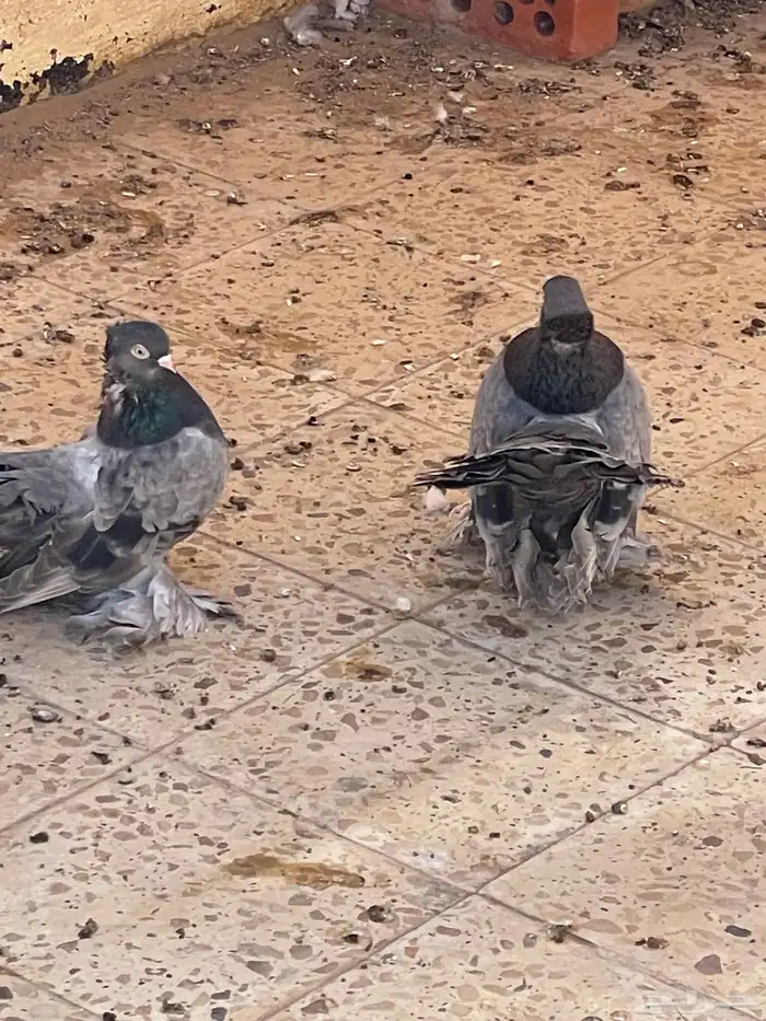 حمام رقاص جاواء 2