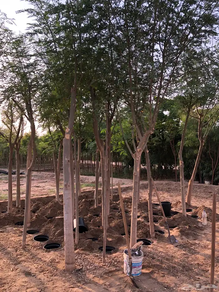 نخيل ملوكي نخيل جوز الهند نارجيل نخيل واشنطني 8