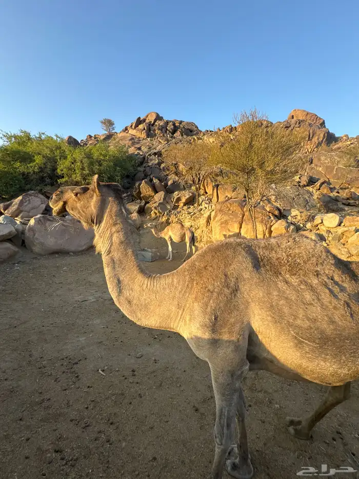 للبيع ماخضين 2