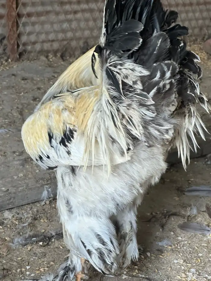 دجاجه براهما كولمبي 1