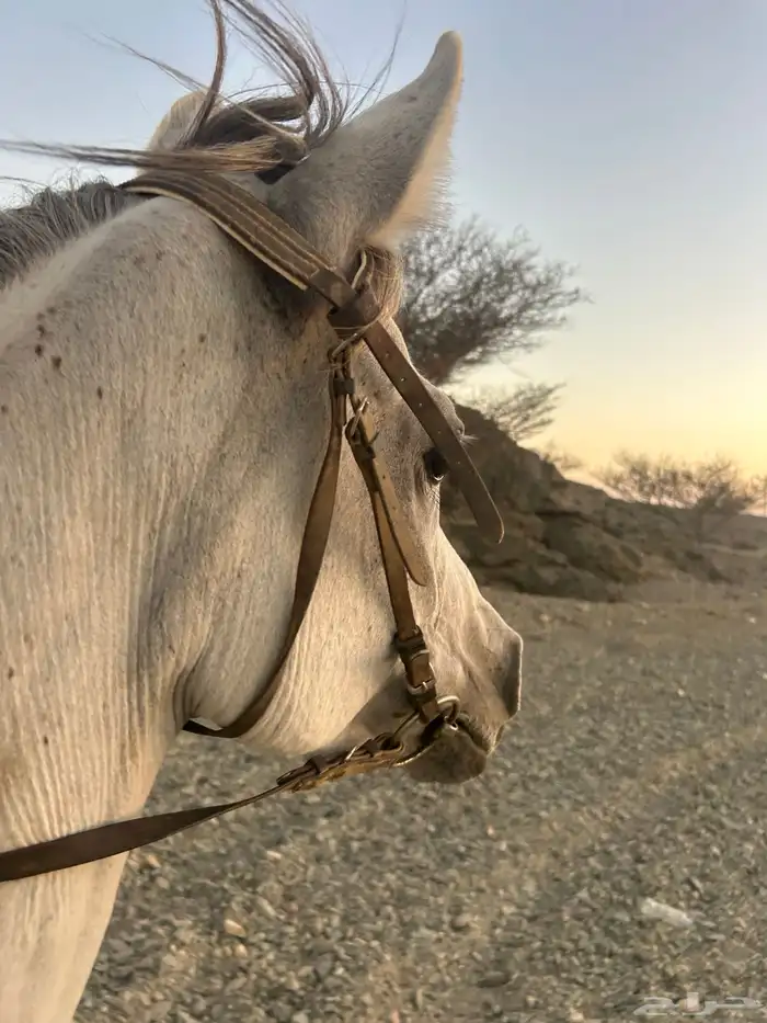 حصان. شعبي. 6