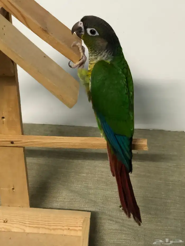 فرخين كنيور 8