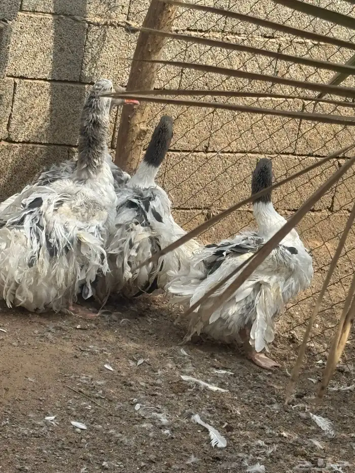 وز مفتل للبيع 0