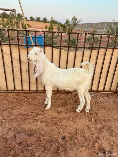 تيس ابيض ابرص index