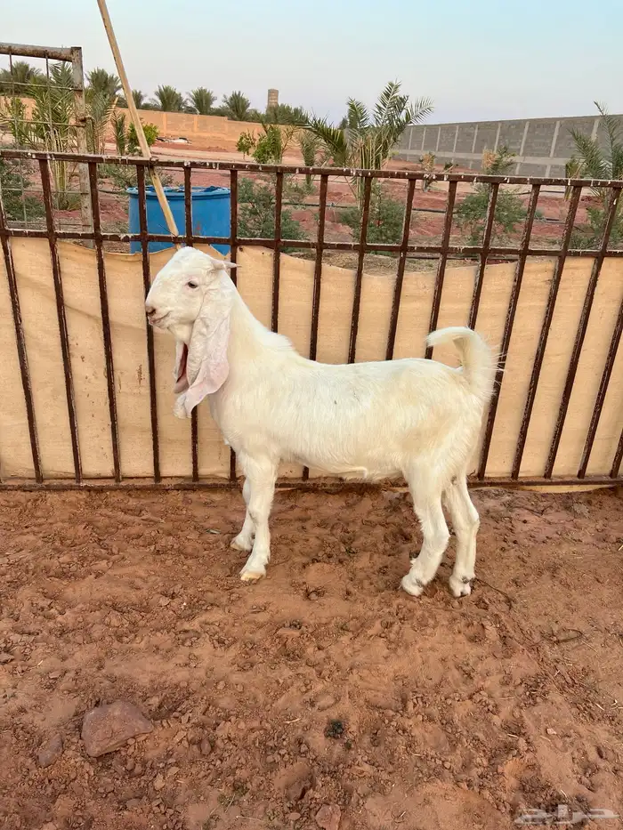 تيس ابيض ابرص 2