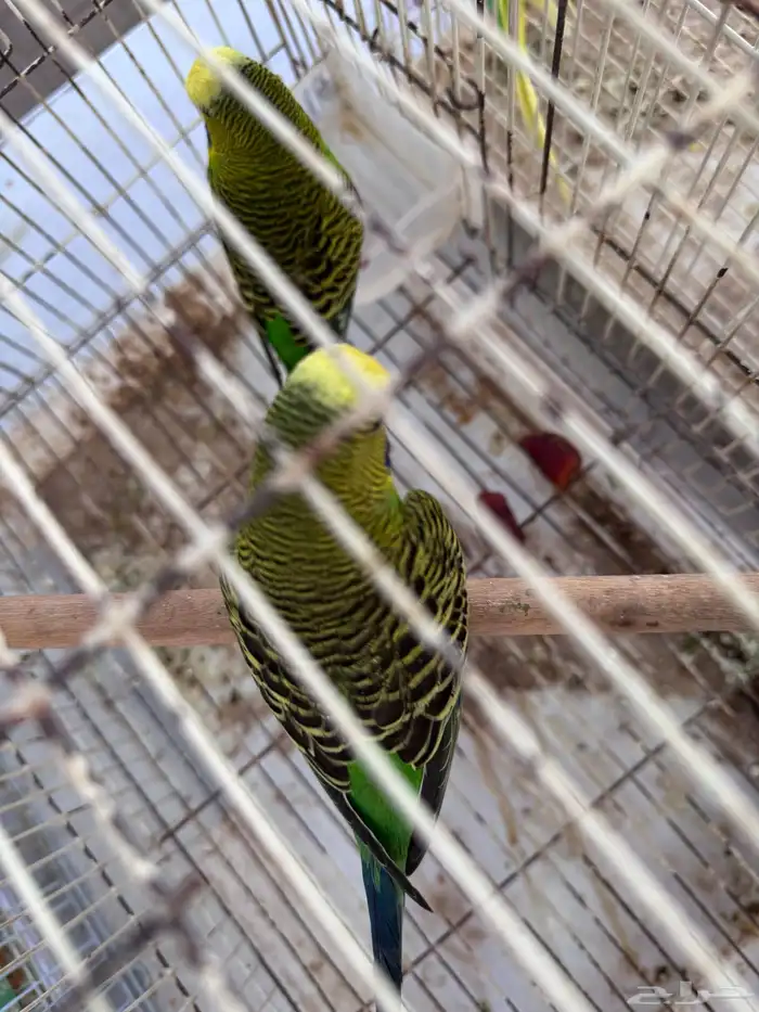 أجواز بادجي هولندي((( بفروخها ))) 5