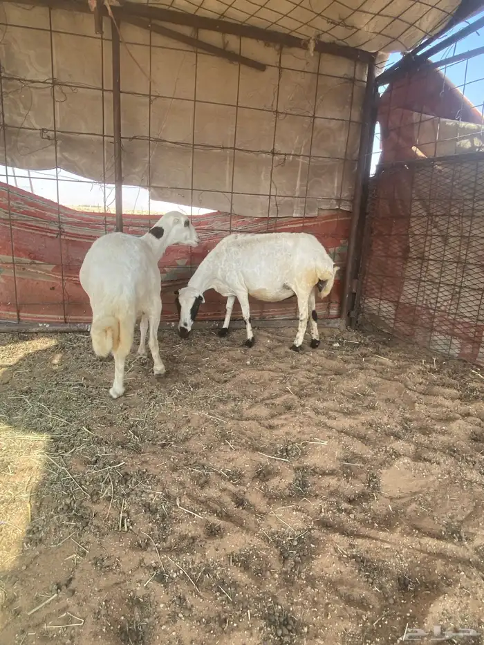 رفيديات دفيع 3