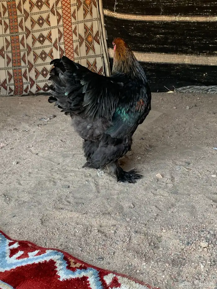 ديك براهما الماني فاخرر 1