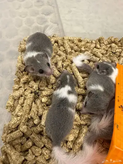 متوفر صاغر السنجاب القزم index