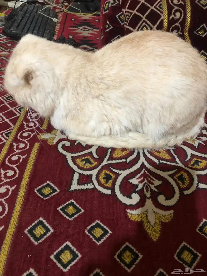 قطو ضايع في بقيق الي يعرف صاحبه يتواصل معي 4