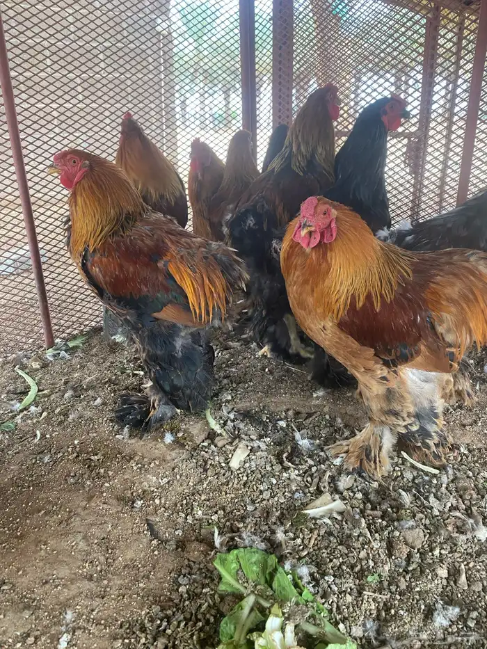 ديوك براهما 3