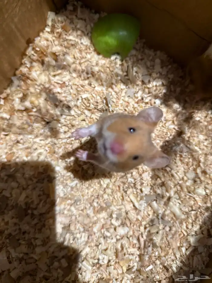 همستر سوري نضيف جدا ومربى 2