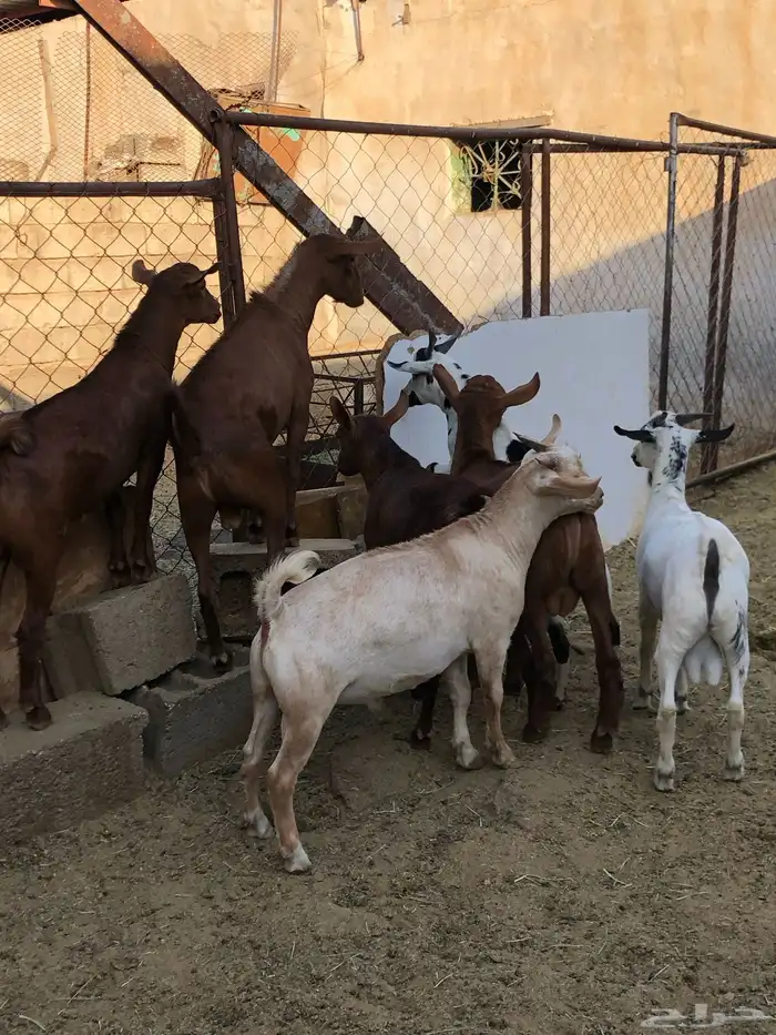 تيوس نظيفه مشروطه من كل عذروب 7