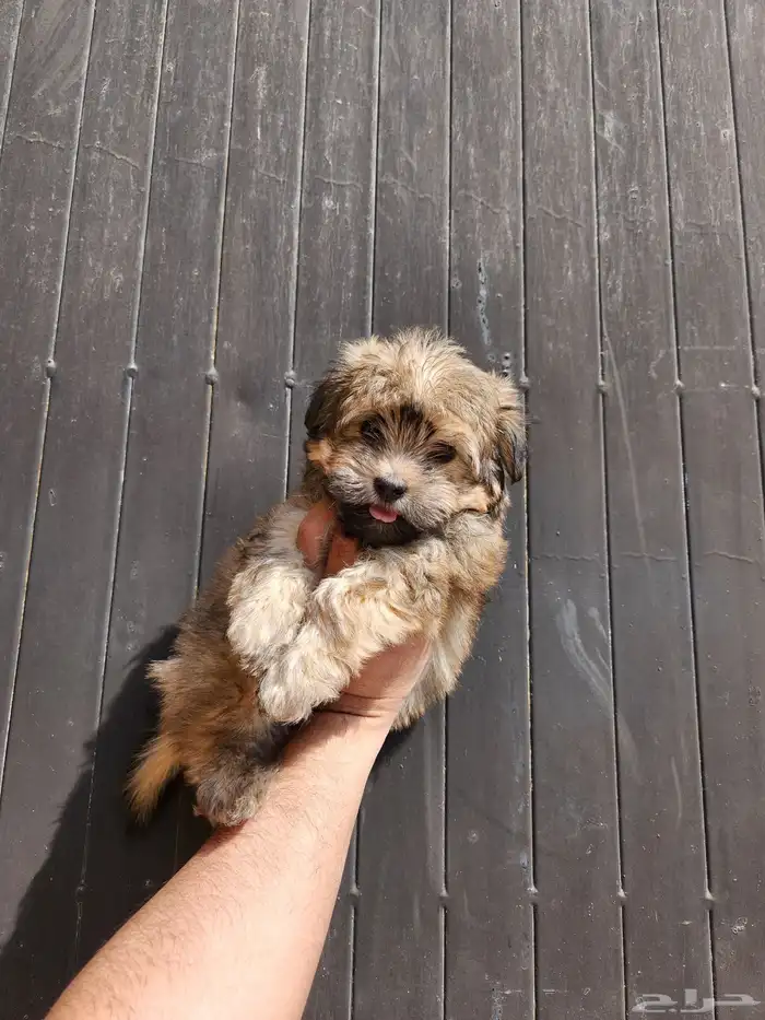 كلب مالتيبو للبيع تي كب 2