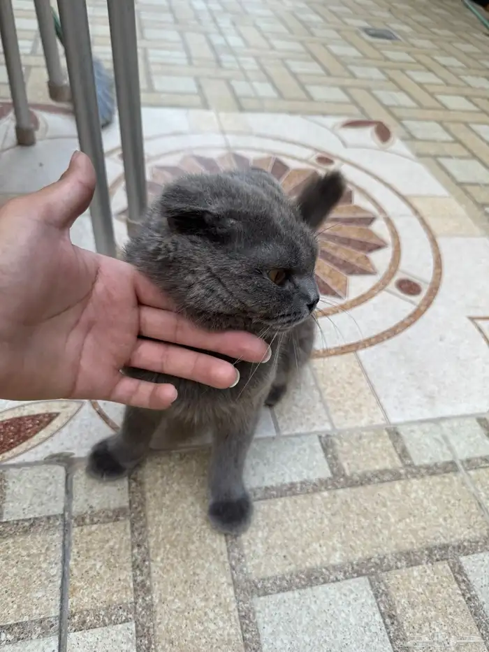 قط سنور قطو أسكتلندي 1