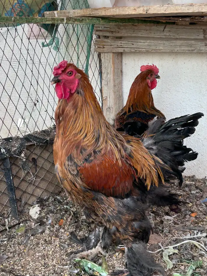 ديك براهماء 0