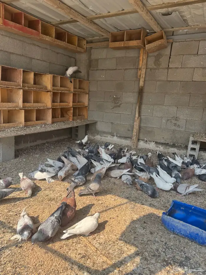 للبيع حمام 0