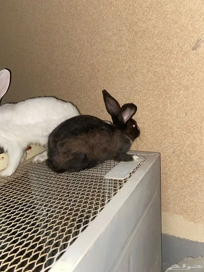 ارانب للبيع ذكر وانثى الصحه ممتازه 3